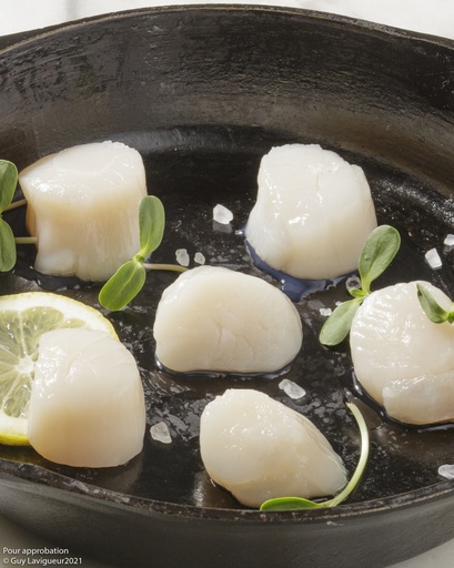 Pétoncle 10/20 des îles-de-la-Madeleine